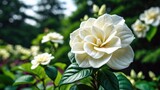 Beautiful gardenia flower blooming amidst green garden and pine tree background