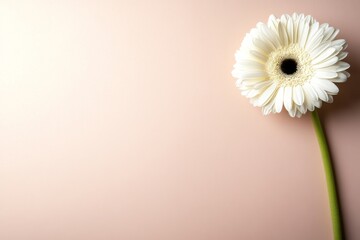 Aufkleber - Soft flower illustration placed strategically on a pale pastel pink backdrop, leaving space for text on the left side for clean, minimalistic layouts