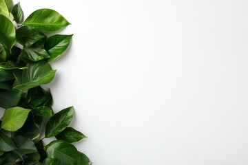 Leinwandbilder - An arrangement of tropical green leaves, including monstera and bird's nest fern, is showcased against a clean white backdrop, enhancing freshness and vibrancy