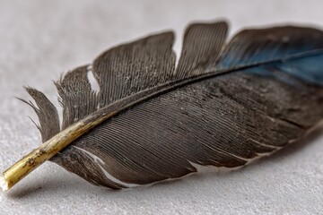 Poster - Close-up of a feather showcasing intricate details of texture and color on a neutral background