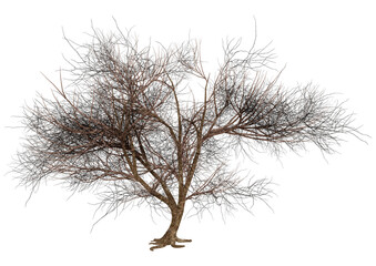 Wall Mural - 3d rendering momiji tree on white