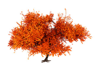 Wall Mural - 3d rendering momiji tree on white