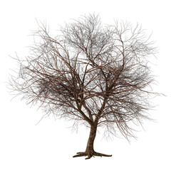 Wall Mural - 3d rendering momiji tree on white