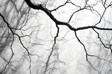 Fototapete - Intricate patterns of tree branches against a light backdrop observed in a serene park during early morning hours