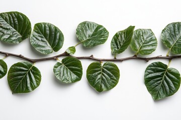 Poster - Green leaves arranged on a branch showing rich texture and natural beauty over a white background