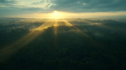 Aufkleber - Sunrise casts golden beams through thick mist in a dense forest, creating an enchanting and tranquil atmosphere that invites exploration and reflection