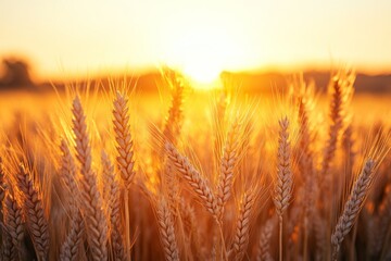 Aufkleber - Golden wheat field under a bright sunset in rural landscape with warm colors and peaceful ambiance