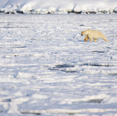 Wall Mural - polar bear in svalbard during winter