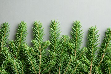 Aufkleber - Fresh evergreen branches arranged gracefully on a soft gray background showcasing natural beauty and texture