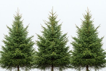 Poster - Three evergreen trees arranged in a row against a neutral sky background during a calm day