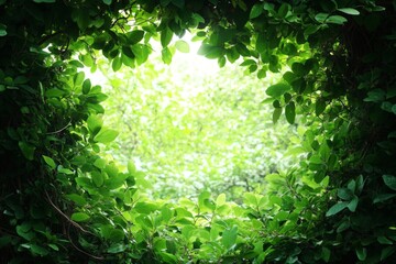 Fototapete - Lush green foliage framing a bright light spot in a tranquil garden setting during daylight hours