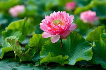 Poster - Pink lotus flower blooming among green leaves in a tranquil pond during a sunny day