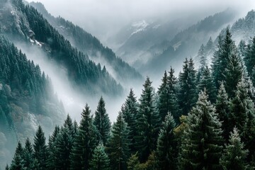 Aufkleber - Misty mountain landscape reveals dense evergreens under a cloudy sky in early morning light