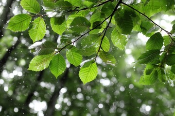 Poster - Rainfall on lush green leaves in a forest during a serene afternoon