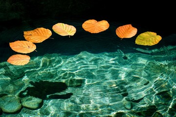 Poster - Leaves floating gracefully on water in tranquil pool during autumn season