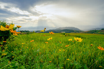 Wall Mural - serene rice field landscape with blooming yellow flowers under cloudy sky. eco farming in lush rural
