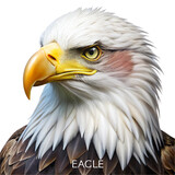 bald eagle isolated on white