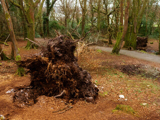 Wall Mural - scene in a forest park after powerful hurricane with trees fallen on the ground. effect of a strong 