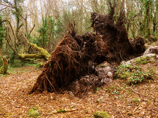 Wall Mural - scene in a forest park after powerful hurricane with trees fallen on the ground. effect of a strong 