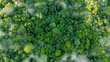 © Dee karen - Green forest, bird's eye view of green trees in the forest. Nature of the forest full of green trees. Concept of carbon neutrality and net zero emissions for a sustainable green environment.