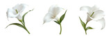 Set of Close-up of a single white calla lily with a trumpet-shaped bloom and glossy green leaves on transparent png background. Ai generated