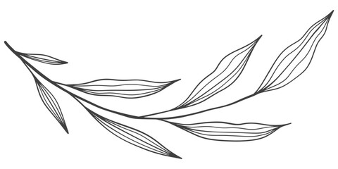black and white outline sketch of a leaf