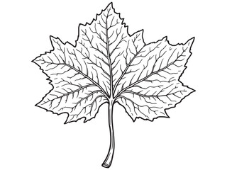 Sycamore leaf line art nature design