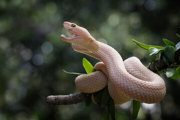 Wall Mural - trimeresurus purpureomaculatus on branch, mangrove pit viper with defensive position on branch, indo