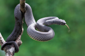 Wall Mural - trimeresurus purpureomaculatus on branch, mangrove pit viper with defensive position on branch, indo
