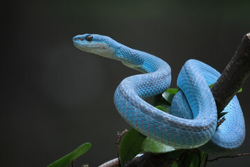 Wall Mural - close-up of a blue viper snake coiled around a branch, viper blue insularis staying on the branch wa