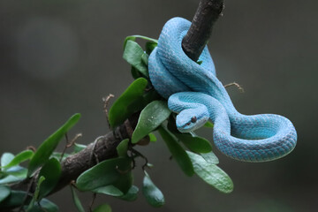 Wall Mural - close-up of a blue viper snake coiled around a branch, viper blue insularis staying on the branch wa