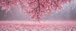 © Phennapha - Mesmerizing pink sakura petal descent, soft focus background ,  beautiful,  delicate