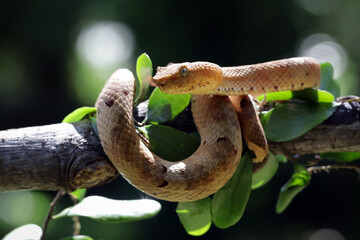 Wall Mural - trimeresurus puniceus pit viper on branch. yellow flat-nosed viper craspedocephalus or (trimeresurus