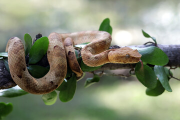 Wall Mural - trimeresurus puniceus pit viper on branch. yellow flat-nosed viper craspedocephalus or (trimeresurus