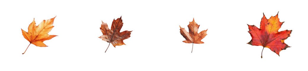 Wall Mural - Autumn maple leaves in a row, different colors, cut out transparent