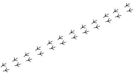 bird tracks footprints on transparent background, path, isolated simple flat style	