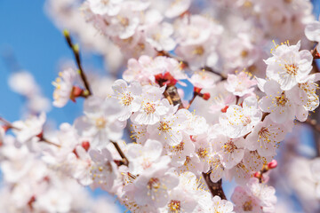 Aufkleber - Blooming cherry blossom tree in spring, with delicate pink flowers