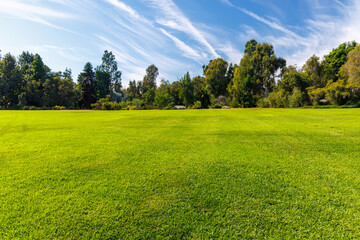 Wall Mural - a vast green grass meadow stretching towards the horizon with a trees