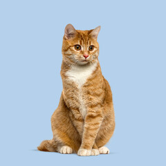 Aufkleber - Adorable ginger cat sitting and looking away on a seamless blue background, perfect for pet related projects