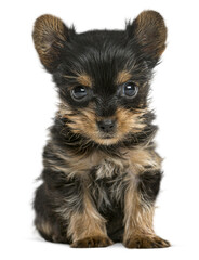 Aufkleber - Cute yorkshire terrier puppy sitting and looking forward on a transparent background