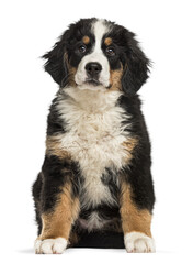 Aufkleber - Adorable bernese mountain dog puppy sitting and looking forward, isolated on a transparent background