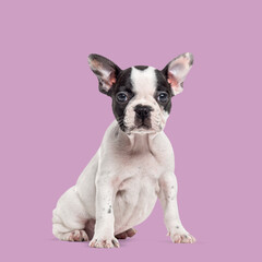 Aufkleber - Cute french bulldog puppy sitting and looking forward on a vibrant purple background