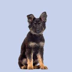 Aufkleber - Adorable german shepherd puppy sitting and looking forward, isolated on a pastel purple background