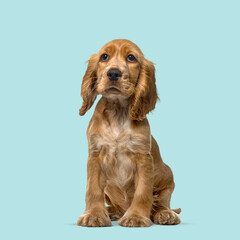 Poster - Cute cocker spaniel puppy sitting and looking up, isolated on a light blue background