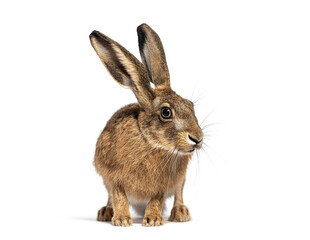 Fototapete - Young European hare, brown hare, Lepus europaeus, three months old,  standing and looking to the right