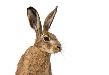 Fototapete - Head shot Young European hare, brown hare, Lepus europaeus, three months old sitting attentively
