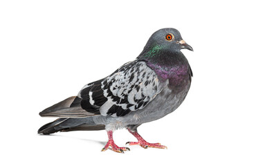Fototapete - Side view of a feral pigeon, isoated on white