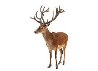 Fototapete - Red deer stag standing on white background showing antlers