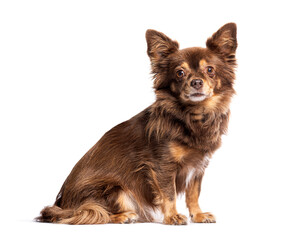 Poster - Long haired chihuahua sitting on white background