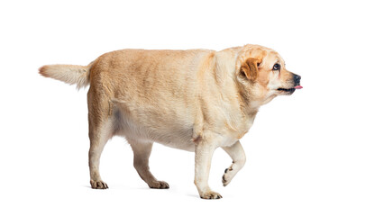 Fototapete - Overweight fat labrador retriever dog walking and panting, isolated on white background